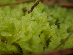 Cryptolophocolea mitteniana