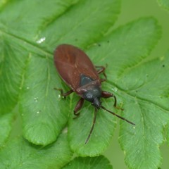 Gastrodes pacificus