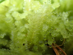 Cryptolophocolea mitteniana