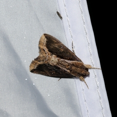 Ercheia