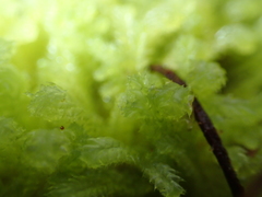 Cryptolophocolea mitteniana