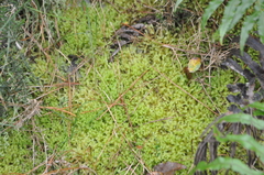 Cryptolophocolea mitteniana