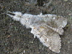 Calliteara pseudabietis