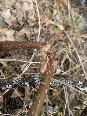 Neolasioptera cornicola