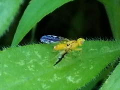 Strauzia longitudinalis