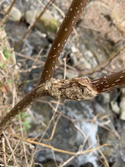 Neolasioptera cornicola