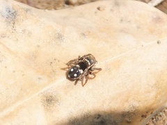 Attulus penicillatus