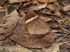 Xanthotaenia busiris
