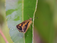 Ampittia dioscorides