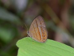 Mycalesis fusca