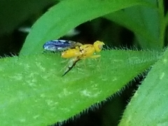 Strauzia longitudinalis