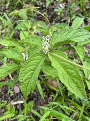 Chloranthus serratus