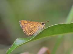 Ampittia dioscorides