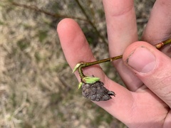 Rabdophaga salicisgnaphalioides