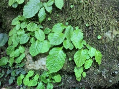 Conandron ramondioides