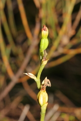 Pterostylis furva
