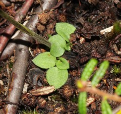 Pterostylis furva