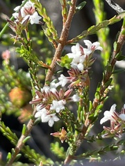 Leucopogon microphyllus