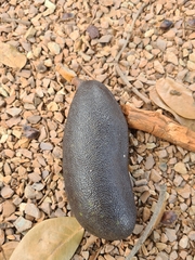 Hymenaea
