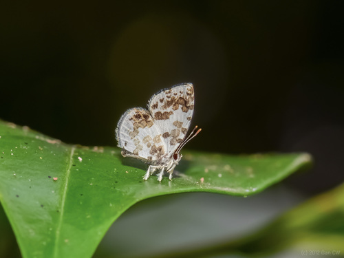 Lesser Pierrot