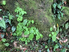 Conandron ramondioides