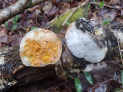 Hypocreaceae