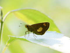 Oriens paragola