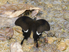 Papilio iswara