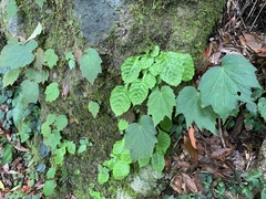 Conandron ramondioides