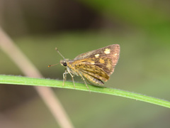 Ampittia dioscorides