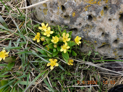 Ranunculus glaberrimus