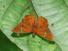 Capila phanaeus