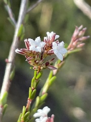 Leucopogon microphyllus