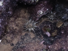 Anthopleura dixoniana
