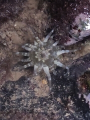 Anthopleura dixoniana
