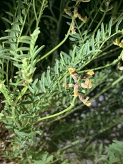 Astragalus douglasii