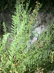 Astragalus douglasii