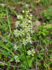 Toxicoscordion fontanum