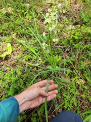 Toxicoscordion fontanum