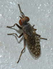 Pherbellia schoenherri