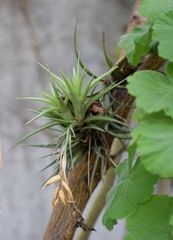 Tillandsia aeranthos