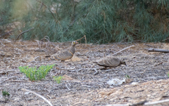Pterocles lichtensteinii
