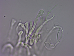 Dacrymyces variisporus