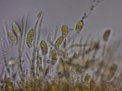 Dacrymyces variisporus