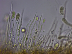 Dacrymyces variisporus