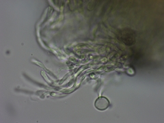 Dacrymyces variisporus