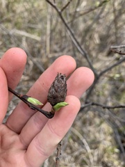 Rabdophaga salicisgnaphalioides