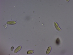 Dacrymyces variisporus