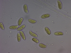 Dacrymyces variisporus