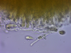 Dacrymyces variisporus